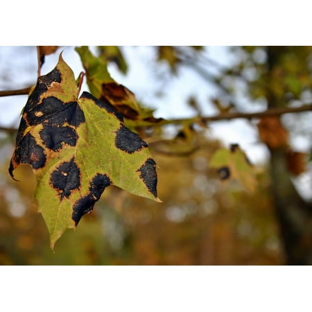 - Canvas Print Nature Maple Dry Tree Tar Stain Disease Maple Tree Stretched Canvas 10 x 14
