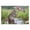 500 PCS, variant on 500 Piece Cute Mouse Colorful Flowers Painting Puzzle for Adults, 20.5x15 in – HD Lovely Animal Photo, Rain Puzzle Wall Art Decor
