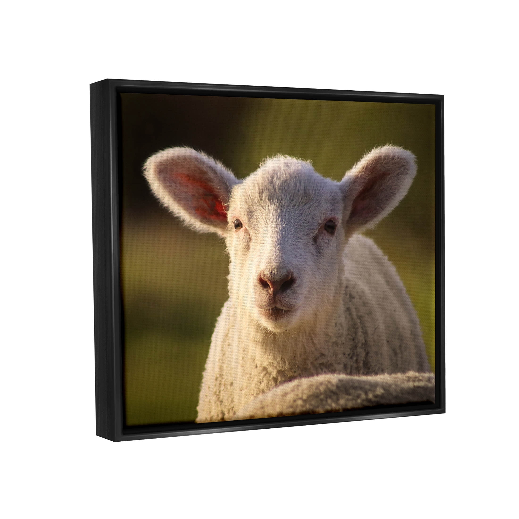 Stupell Industries Gazing Farm Sheep Photograph Photograph Jet Black Floating Framed Canvas Print Wall Art, Design by Daphne Polselli