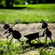 thumbnail image 1 of Home Courtyard Garden Ant Decoration, 1 of 5