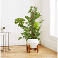 thumbnail image 4 of Soporte Tutor Con Musgo Para Plantas 4 Unidades Marron, 4 of 4