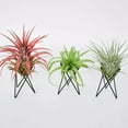 thumbnail image 4 of Zcyifa Metal Flower Stand for Home Decoration (2pcs), 4 of 10