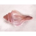 thumbnail image 3 of House Fenway 18x15 Black Modern Framed Museum Art Print Titled - Conch Shell Blush I, 3 of 5