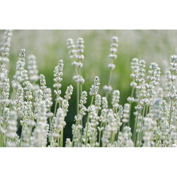 20 WHITE LAVENDER English Lavandula Angustifolia Herb Flower Seeds