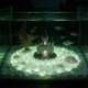 thumbnail image 4 of Arena que brilla en la oscuridad para paisajismo de acuarios: grava fluorescente para la decoración de bordes de jarrones, piedras luminosas para el sustrato de peceras, decoración del hogar., 4 of 6