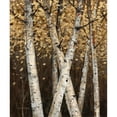 thumbnail image 3 of Fisk, Arnie 12x14 Black Modern Framed Museum Art Print Titled - Shimmering Birches 1, 3 of 5