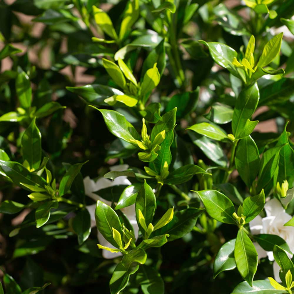 Southern Living Fool Proof Gardenia Live Shrub in 2-Gallon Grower Pot