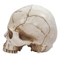 thumbnail image 3 of Halloween Decoration Dinosaur Crafts Teaching Resin Model Skeleton Decoration & Hangs, 3 of 9