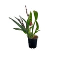 thumbnail image 2 of Planta varios modelos 1 pieza, 2 of 4