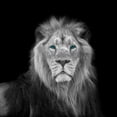 thumbnail image 3 of Frank, Assaf 15x15 Black Modern Framed Museum Art Print Titled - Blue eyes lion face, 3 of 5
