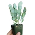 thumbnail image 3 of Kalanchoe Panamensis - Kalanchoe Marnieriana (4"+ Clay Pot) - Tiny, Lovely, Easy to Care Succulent for Beginners - Live Healthy Succulent for Home Office, 3 of 9