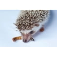 thumbnail image 5 of 5oz. Freeze Dried Mealworms, High Protein Mealworms for Large Tropicals, Koi Fish, Hamsters, Sugar Gliders, Hedgehogs, All Rodents, Birds, All Reptiles and Turtles. 5oz Bag, 5 of 7