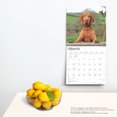 thumbnail image 5 of Vizslas | 2025 12x24" (Hanging) Square Wall Calendar | BrownTrout, 5 of 9