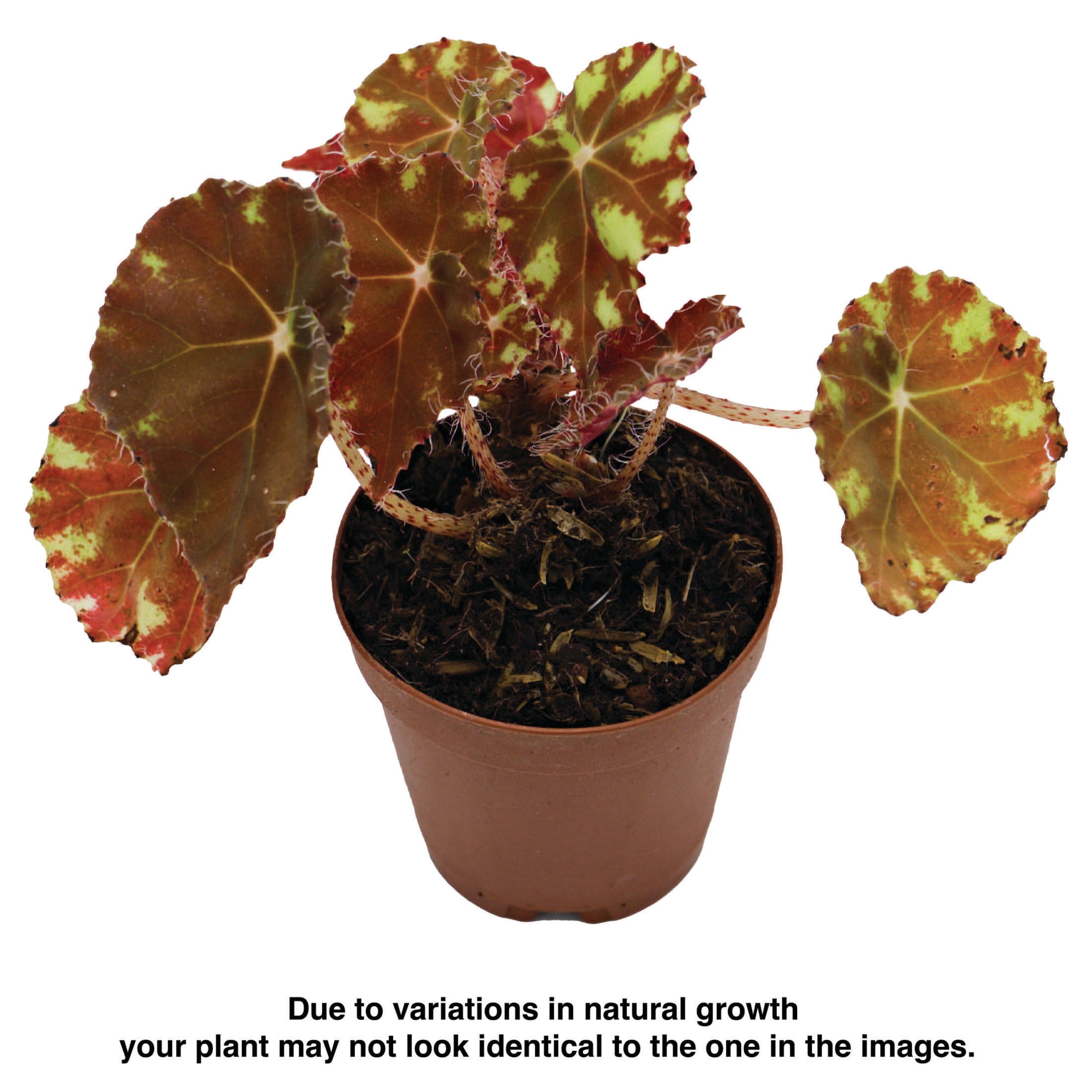 ReptiCulture Assorted Begonia Tropical 2" Pot 3 pk