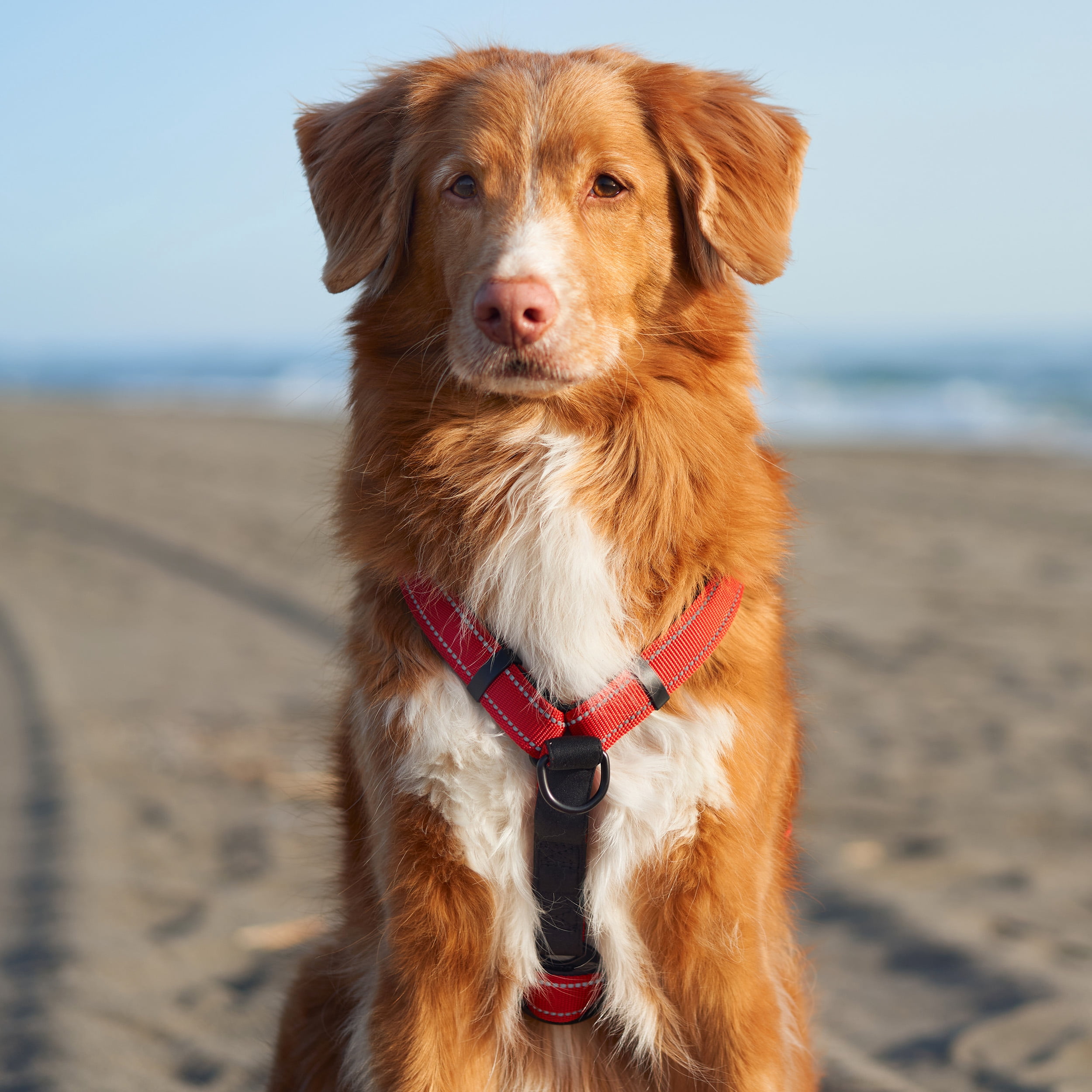 Sporn Nylon Non-Pulling Dog Harness, Red, M/L (22" to 30" Chest Size)