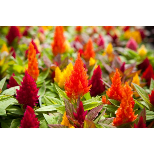 Dragons Breath 6 Red Green Celosia Dragons Breath Live Plants With Grower Pot Walmart Com Walmart Com Dragons Breath 6 Red Green Celosia Dragons Breath Live Plants With Grower Pot Walmart Com Walmart Com