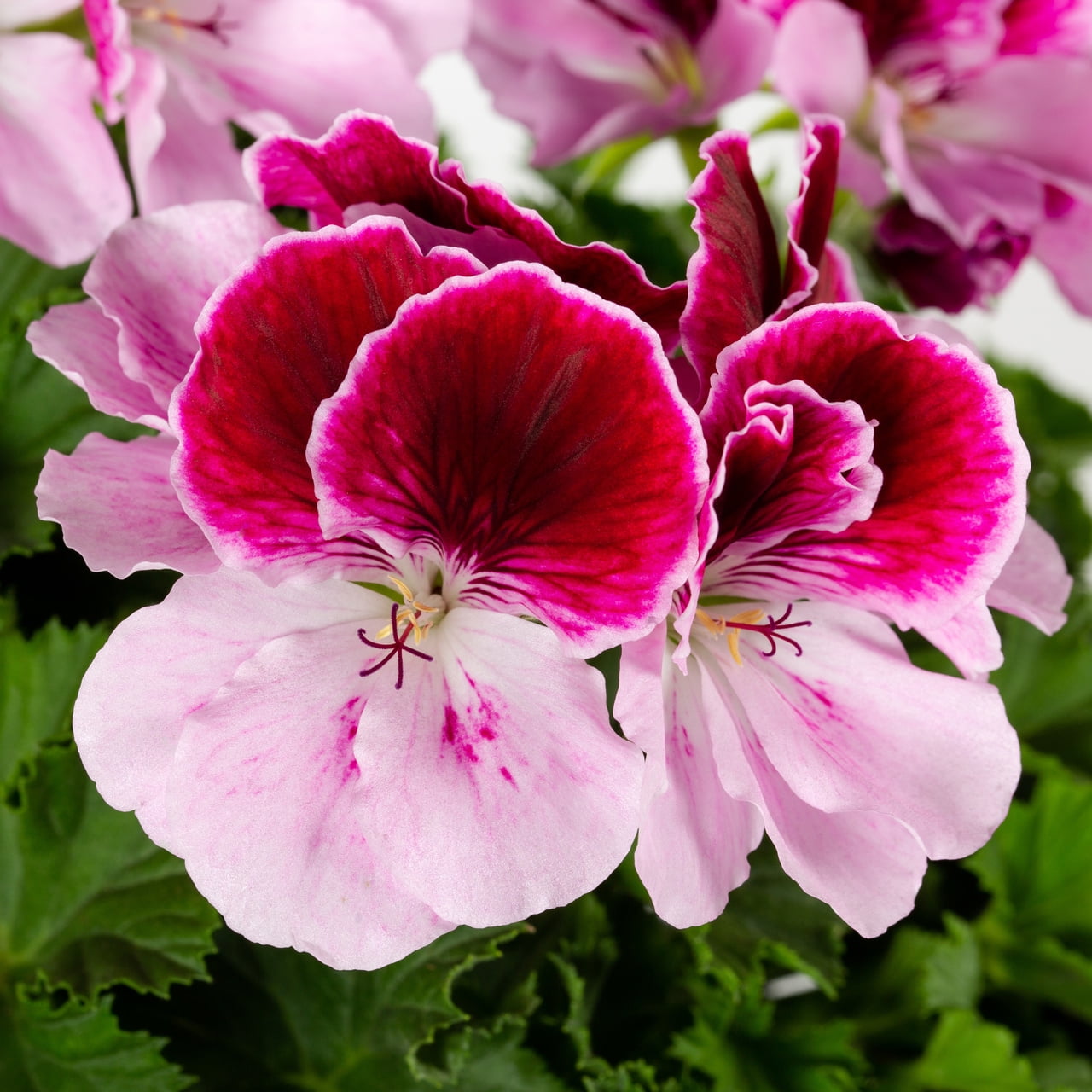 Expert Gardener 2QT Pink Geranium Live Annual Plant Sun 3-Pack