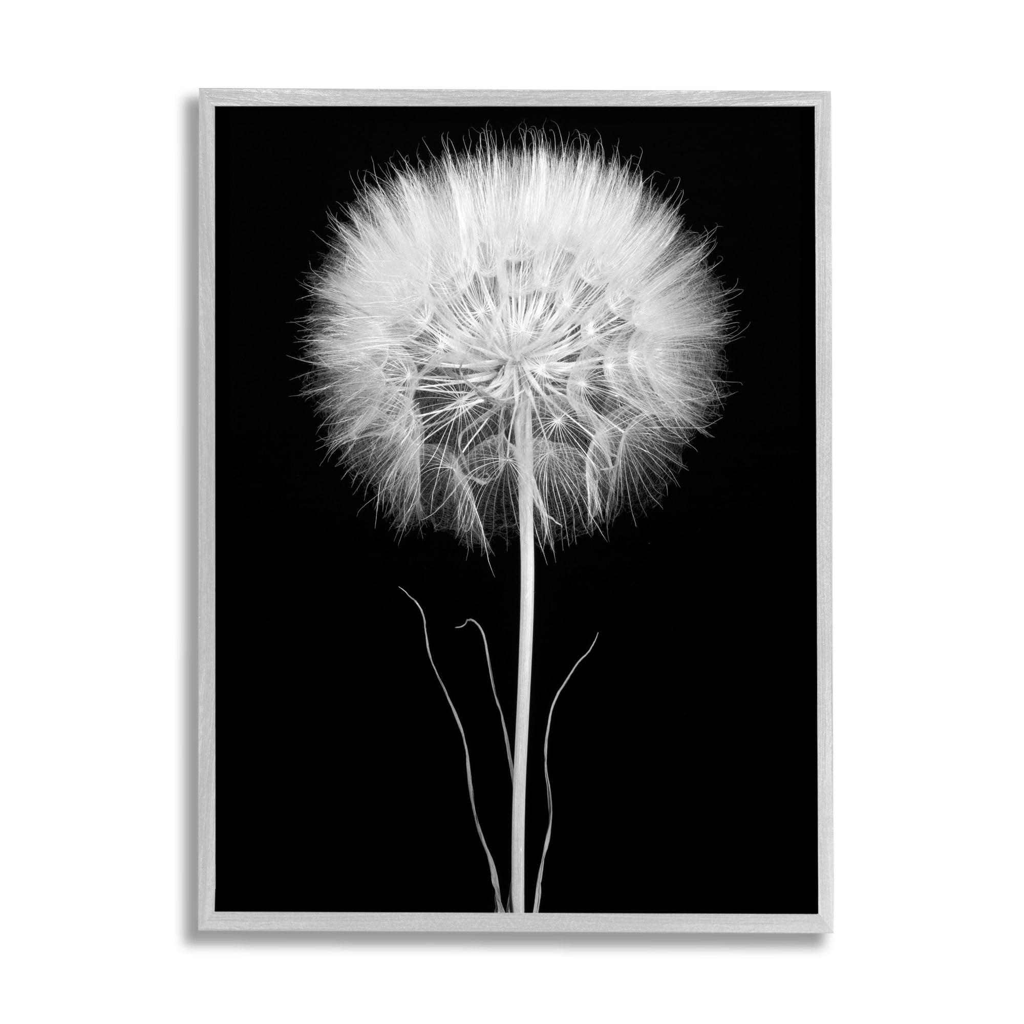 Stupell Industries Modern Fluffy Dandelion Stem Black & White Photography Framed Wall Art, 16 x 20, Design by Jadei Graphics