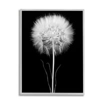 Stupell Industries Modern Fluffy Dandelion Stem Black & White Photography Framed Wall Art, 11 x 14, Design by Jadei Graphics