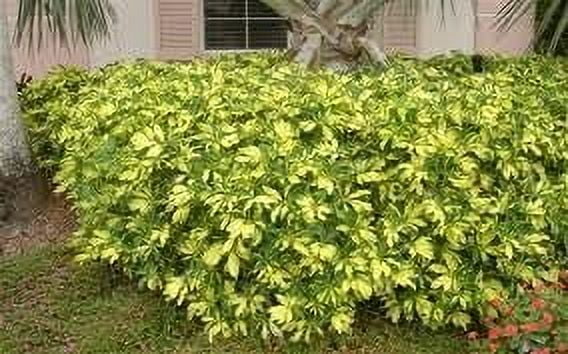 Arboricola Variegated Trinette  2 Extra Large 3 Gallon Plants  Schefflera arboricola 'Trinette'  Lush Foliage  Indoor/Outdoor Versatility