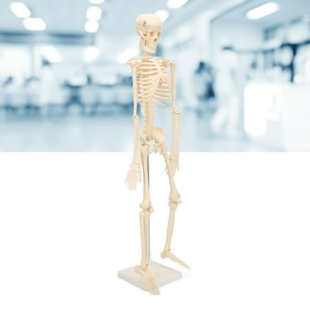 ANGGREK Human Skeletal Model ABS Human Bone Model With Detachable ...