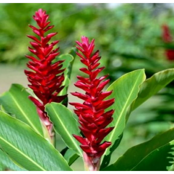 Red Alpinia Purpurata Ginger Plant Bulb 1 PK (2 Roots Each 2"-4" Long) Shade & Sun