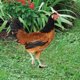 thumbnail image 4 of unbranded 2Ud Adornos De Jardín Con Estaca Acrílica De Gallina Multicolor Para Exterior, 4 of 8
