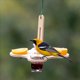 thumbnail image 4 of 2X Comederos para Pájaros Oriole para Exteriores, Comedero para Pájaros de Gelatina y Naranjas para Colgar en el Exterior, 4 of 5