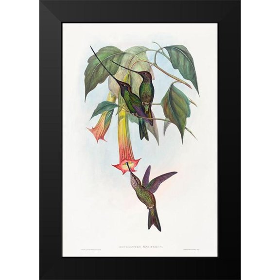 Gould, John 11x14 Black Modern Framed Museum Art Print Titled - Docimastes ensiferus-Sword-billed Hummingbird