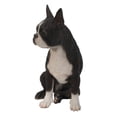 thumbnail image 3 of Boston Terrier, 3 of 8