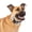 Blue, variant on PetSafe Comfort Dog Collar – Adjustable Fit for Small, Medium and Large Dog Breeds – Reflective Stitching -- High-Quality Padded Materials – Built-in D-Ring – Small, Black