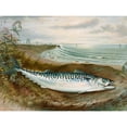 thumbnail image 3 of Kilbourne, Samuel 18x15 Black Modern Framed Museum Art Print Titled - Mackerel fish, 3 of 5