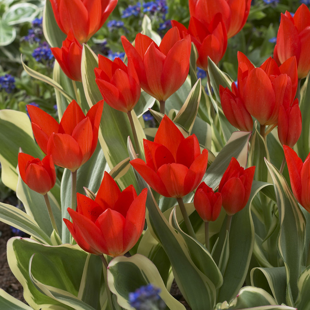 Van Zyverden Tulips MultiFlowering Praestans Unicum Set of 12 Bulbs