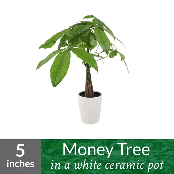 Circle Growers 5" Echeveria Live Plant Pot