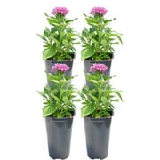 11in. Tall Pink Pentas; Full Sun Plant in 4.5in. Grower Pot, 4-Pack