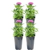 11in. Tall Pink Pentas; Full Sun Plant in 4.5in. Grower Pot, 4-Pack