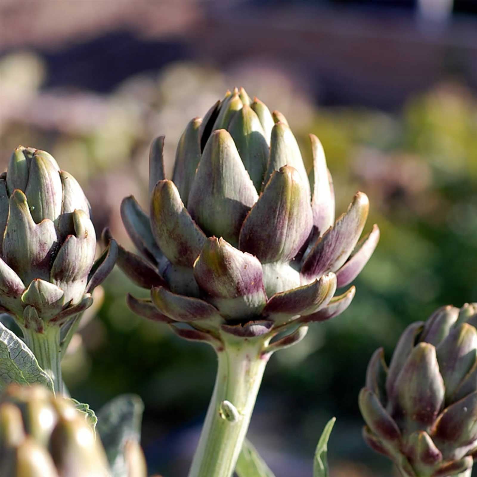 Artichoke Garden Seeds Green Globe Variety 4 Oz Bulk Vegetable
