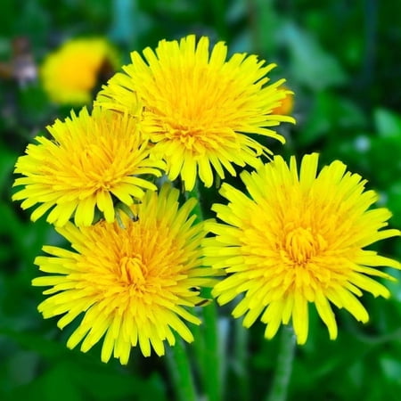 Dandelion Live Plant, 4 Inch Pot, Indoor or Outdoor Hardy Perennial Compact Leaf Growth