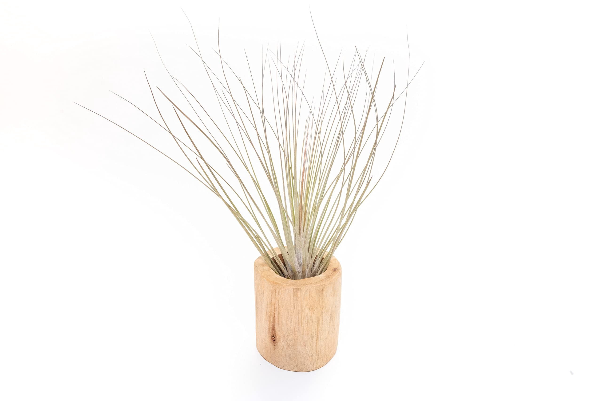 Air Plant Shop Driftwood Container with Custom Air Plant- Wholesale and Bulk - Succulents - Live Tillandsia - Easy Care Indoor and Outdoor House Plants (Xerographica)