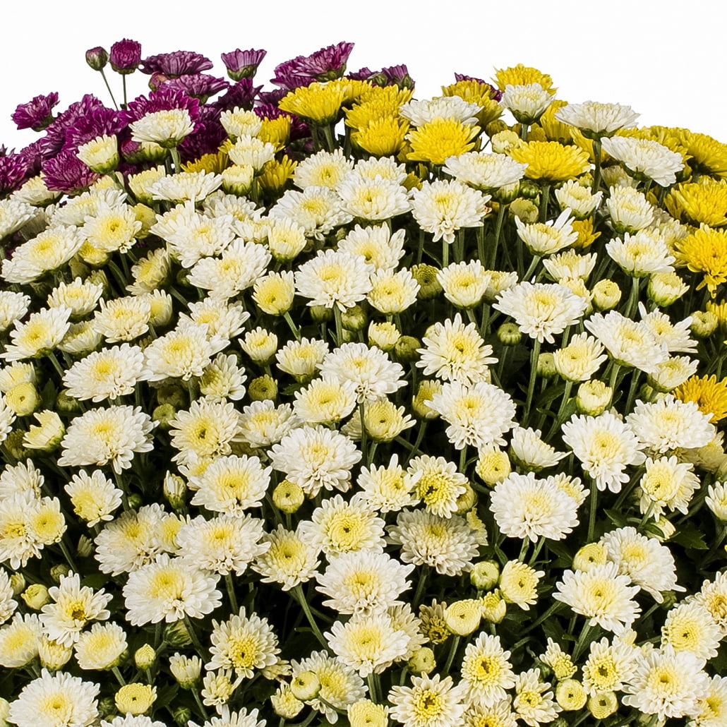 Better Homes & Gardens 1.5G Multicolor Purple White Yellow Hot Toddy Mum Full Sun Live Plant (1-Pack) with Decorative Round Planter