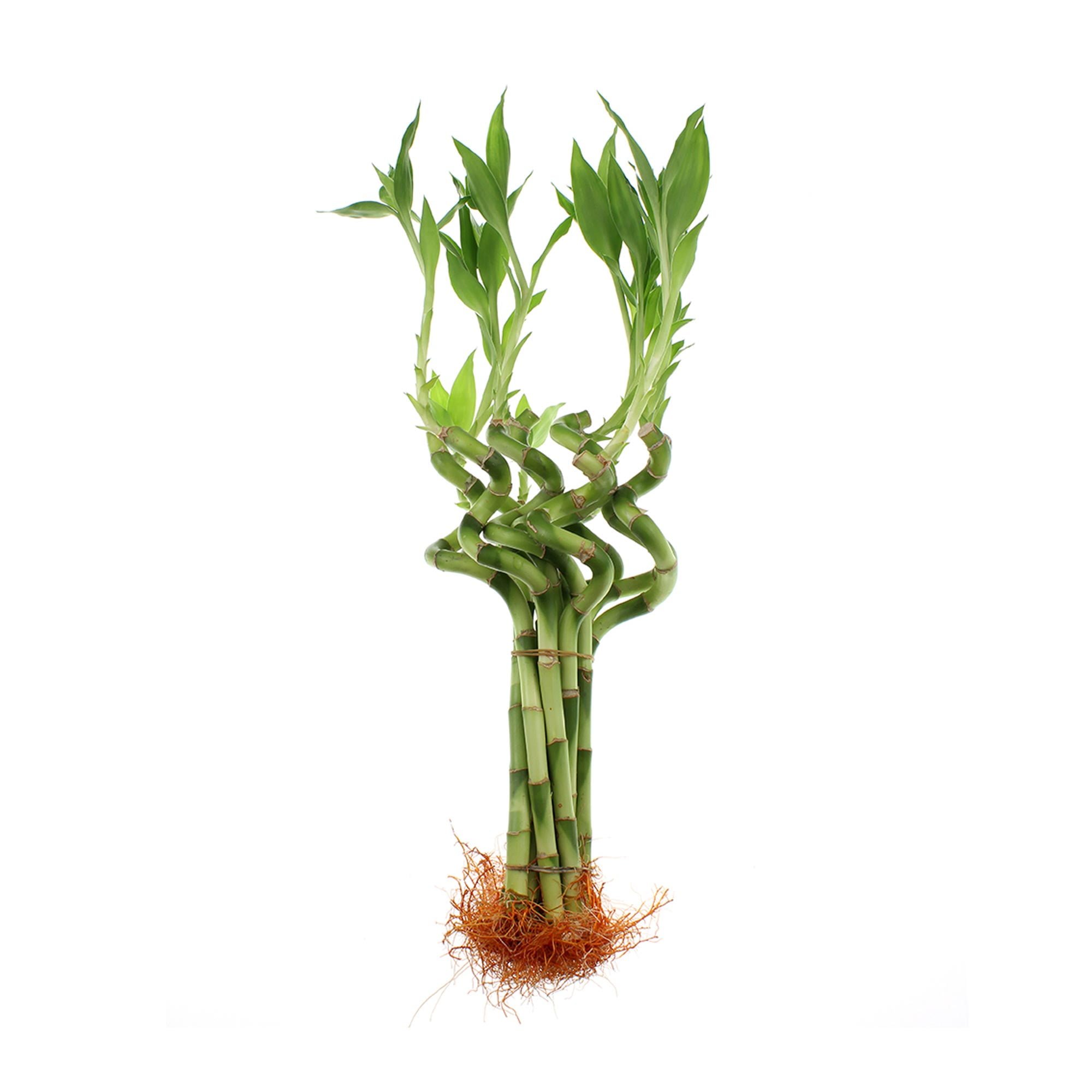 NW Wholesaler, Live Indoor 8" Spiral Lucky Bamboo Plant Bundle of 10