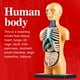 thumbnail image 1 of Demostración de modelo de torso Baoblaze Cuerpo de ciencia 3D Juguetes de rompecabezas, 1 of 8