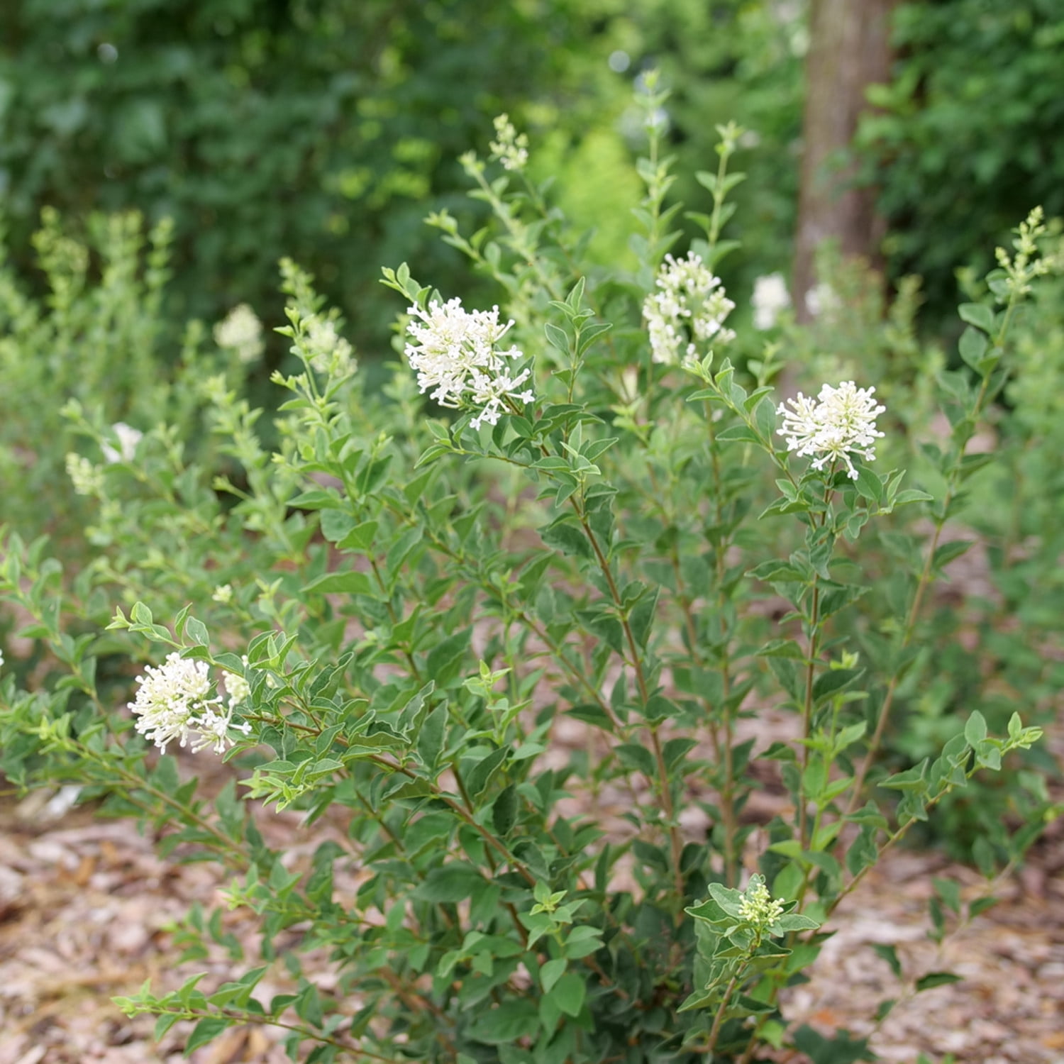 Proven Winners ColorChoice 5" White Bloomerang Showmound Reblooming Lilac Live Plant in 4.5" Pot (4 Count)