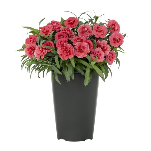 Expert Gardener 2QT Orange Dianthus Live Perennial Plant Sun 3-Pack