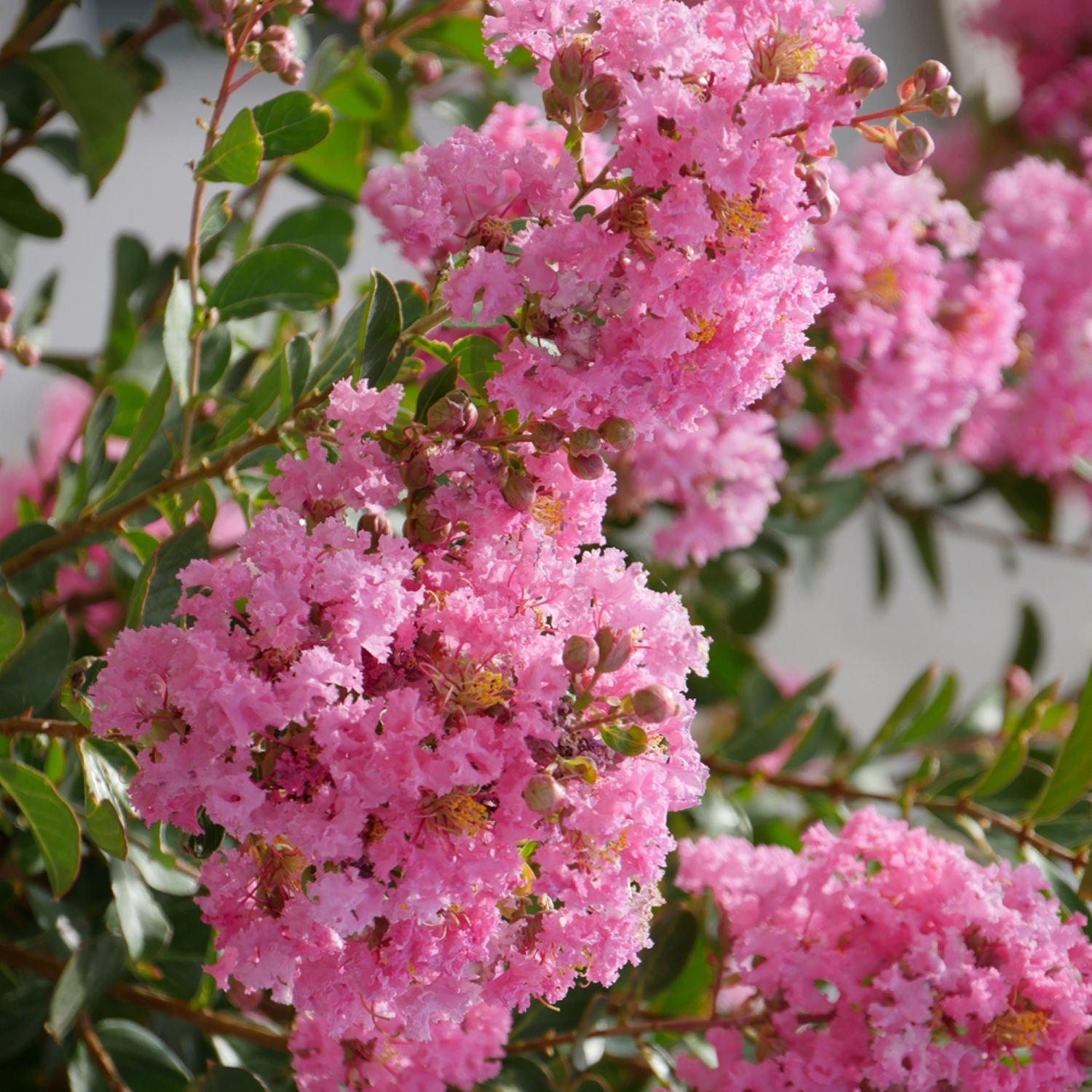 3 gal. Live Shrub Crape Myrtle Bellini Guava Condition with Full Sunlight
