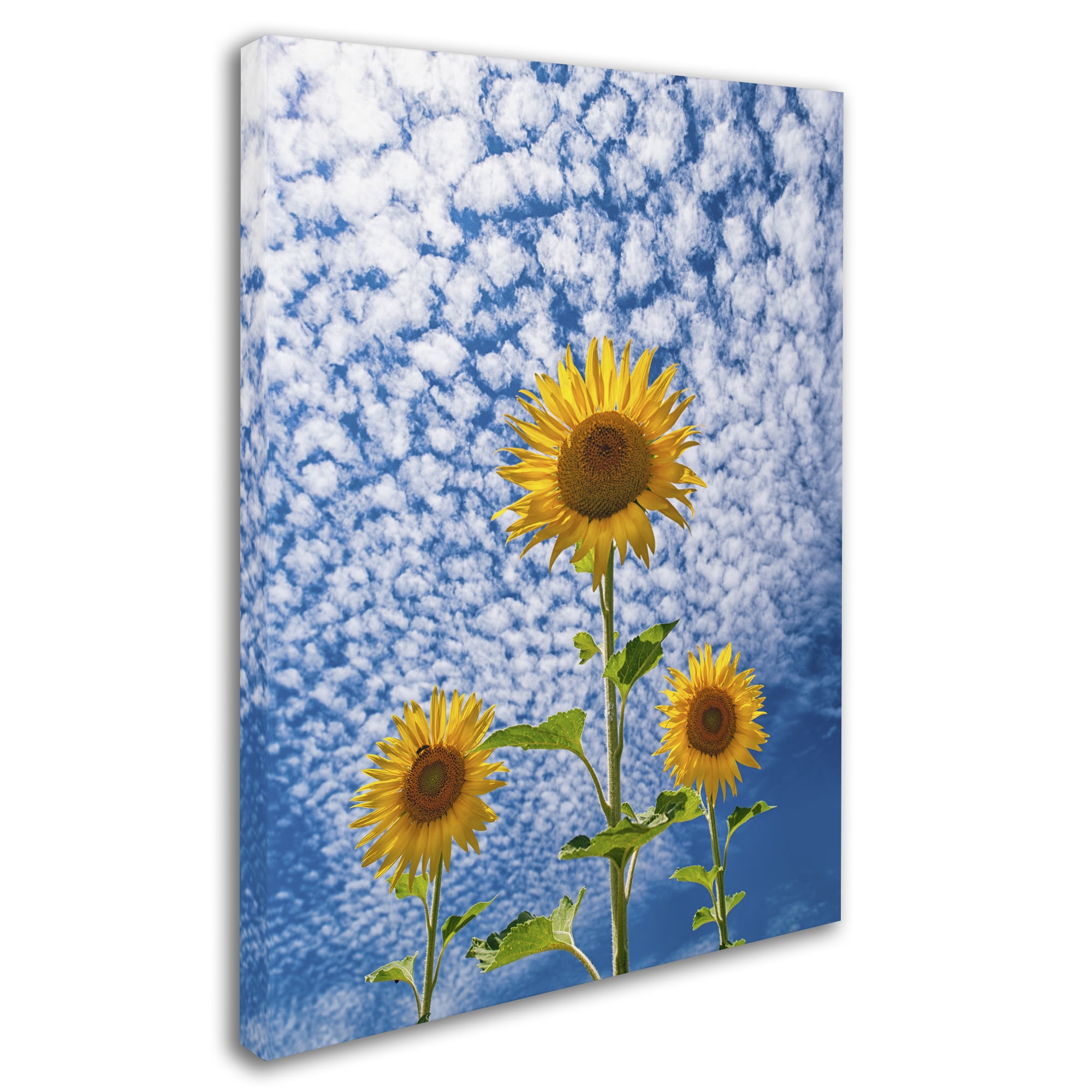 Trademark Fine Art 'Sunflower Triad' Canvas Art by Michael Blanchette Photography