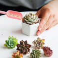 thumbnail image 3 of Lucoss 6 Pack 2.76 Inch Succulent Pots - Small Succulent Planters, Set of 6 White Ceramic Succulent Cactus Plant Pots with Bamboo Tray(Plants NOT Included), 3 of 8