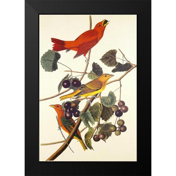 Audubon, John James 17x24 Black Modern Framed Museum Art Print Titled - Summer Red Bird