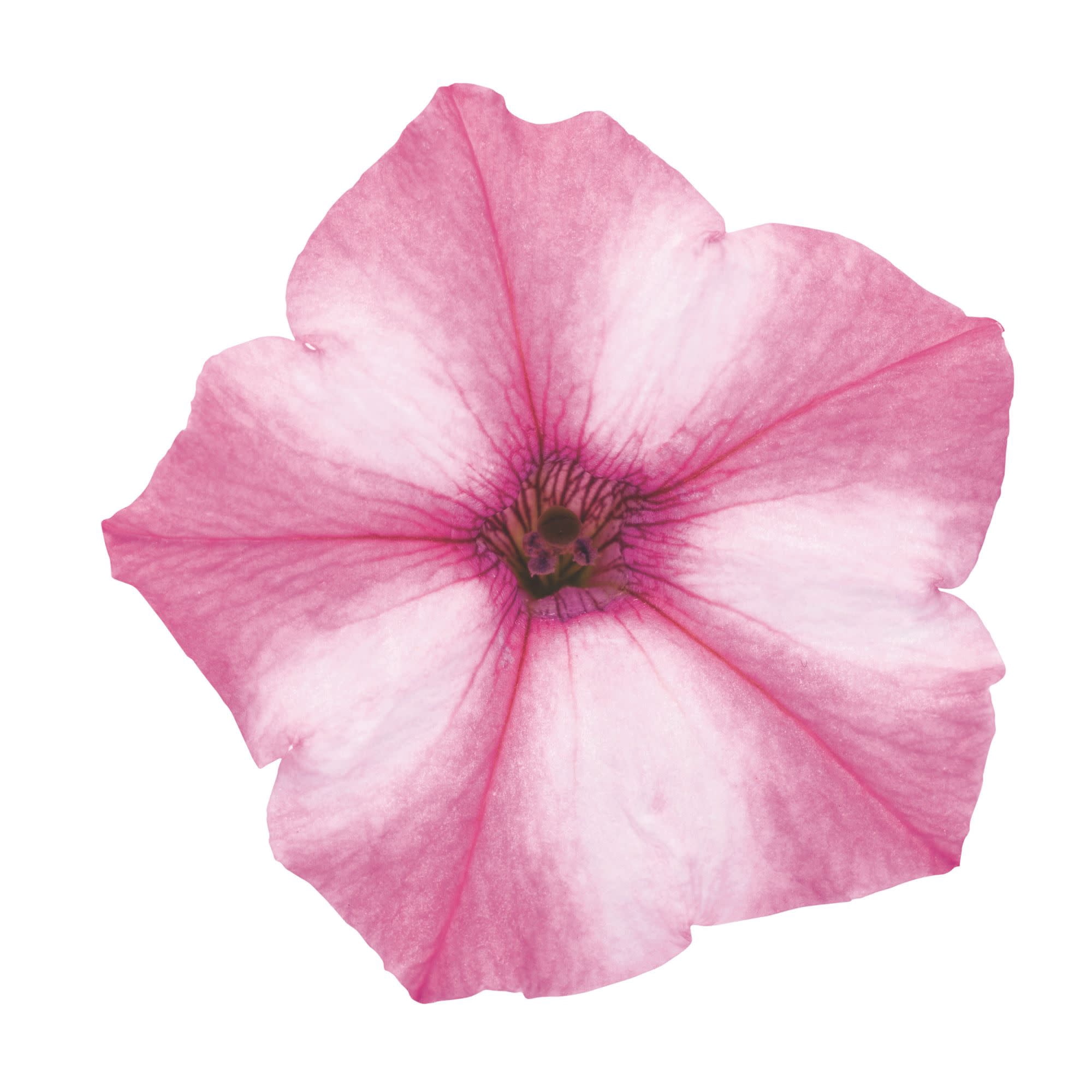 Proven Winners 4" Supertunia Mini Vista Pink Star Petunia Live Plant in 4.25" Pot (4 Count)