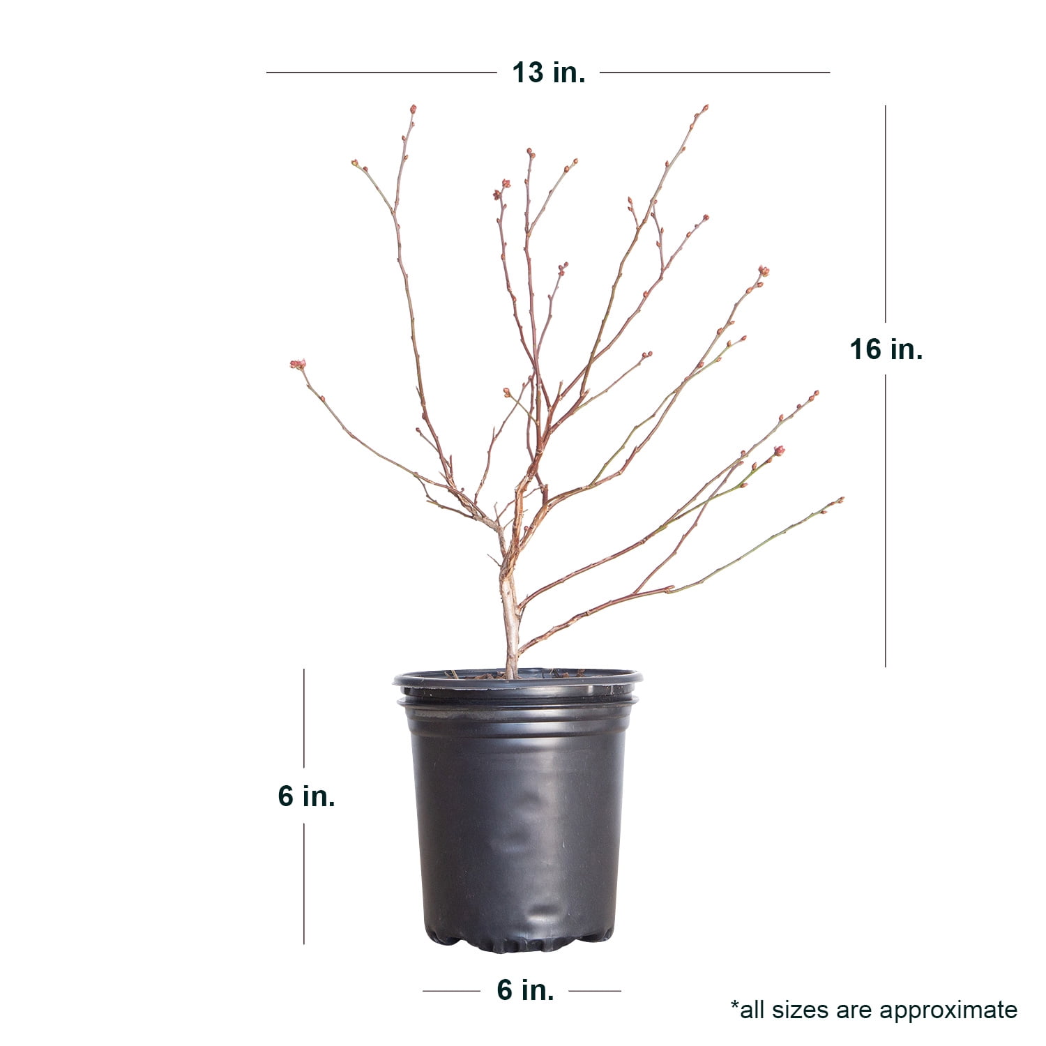 Expert Gardener Climax Rabbiteye Blueberry Bush (2.5 Quart) Fruit-Bearing Deciduous Shrub - Live Outdoor Plant